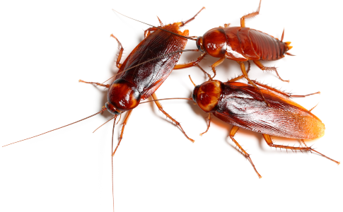 Cockroaches crawling on wood near a home