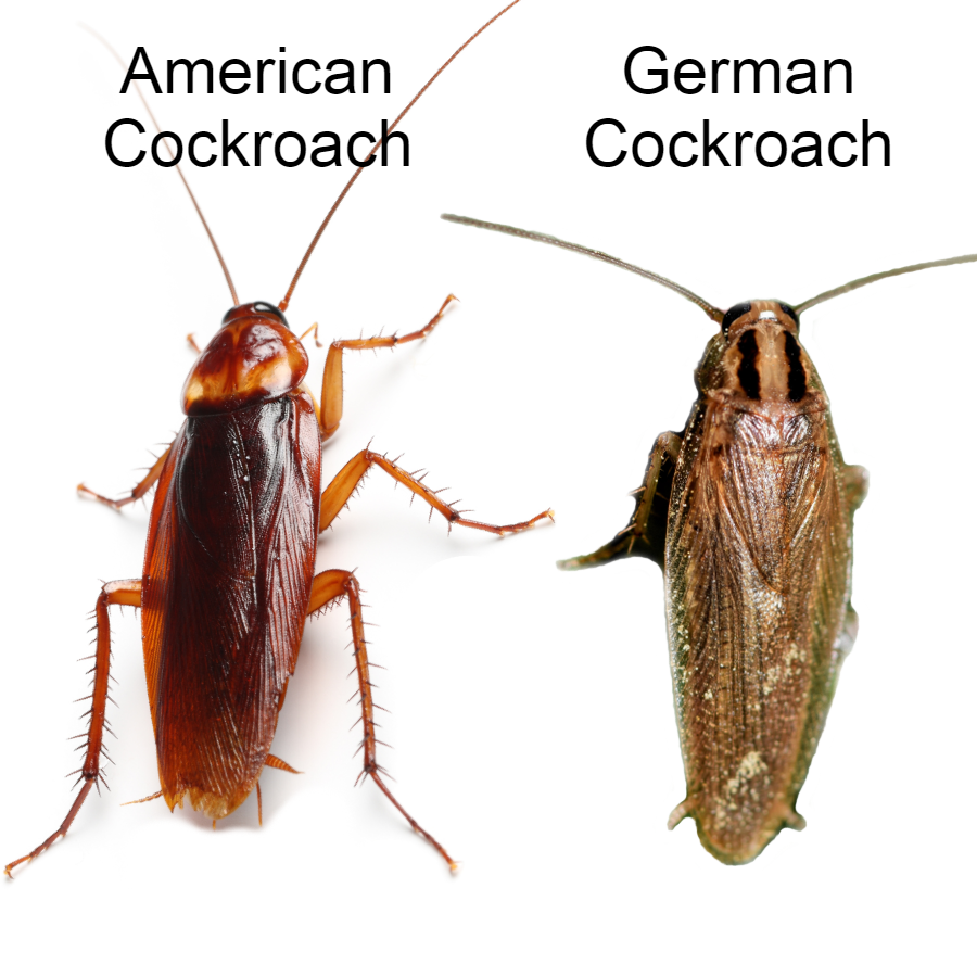 Side-by-side identification comparison of an American cockroach and a German cockroach
