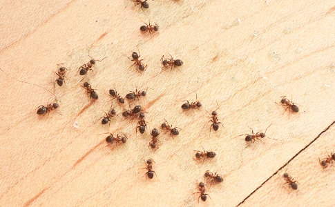 Ants crawling on wood near a home