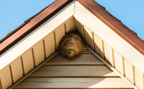 Bald-faced hornets nest in the eaves of a home