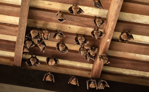 Bats roosting in an attic ceiling