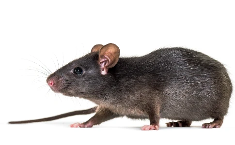 Black Rat
