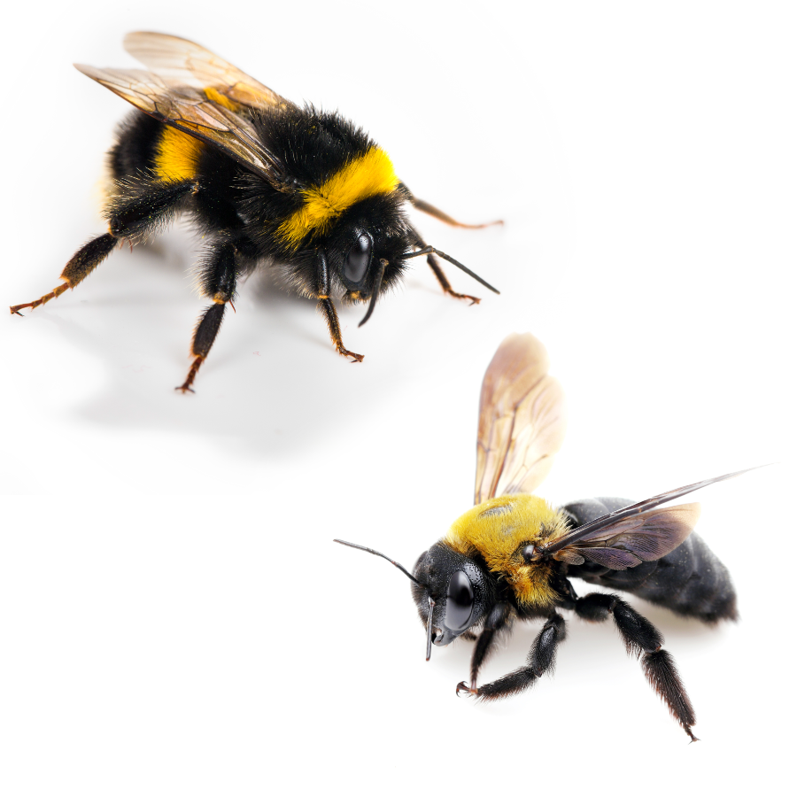 Side-by-side comparison of a carpenter bee and a bumblebee