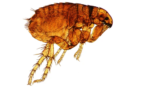 Close-up of flea for flea exterminator service page