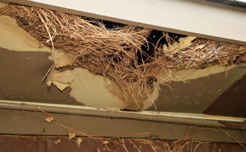 Squirrel nest at an attic entry hole