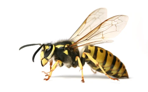 wasp on a white background
