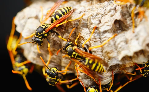 Paper wasps on an active nest